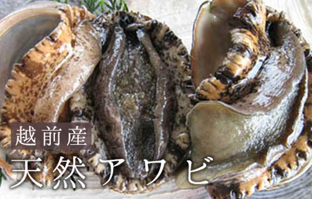 越前産 天然アワビ