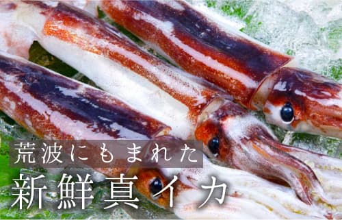越前カレイ