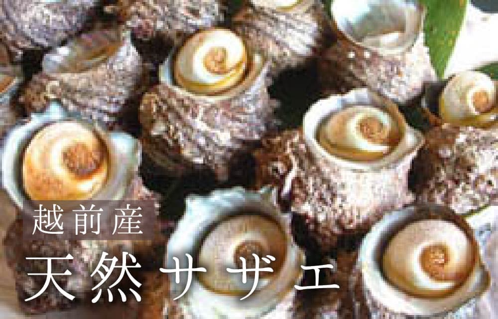越前産 天然サザエ