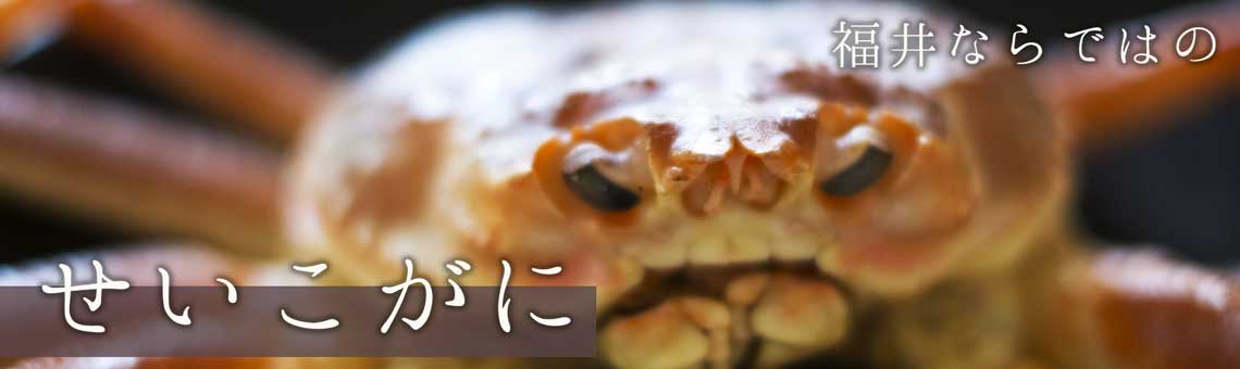 福井ならではの せいこがに